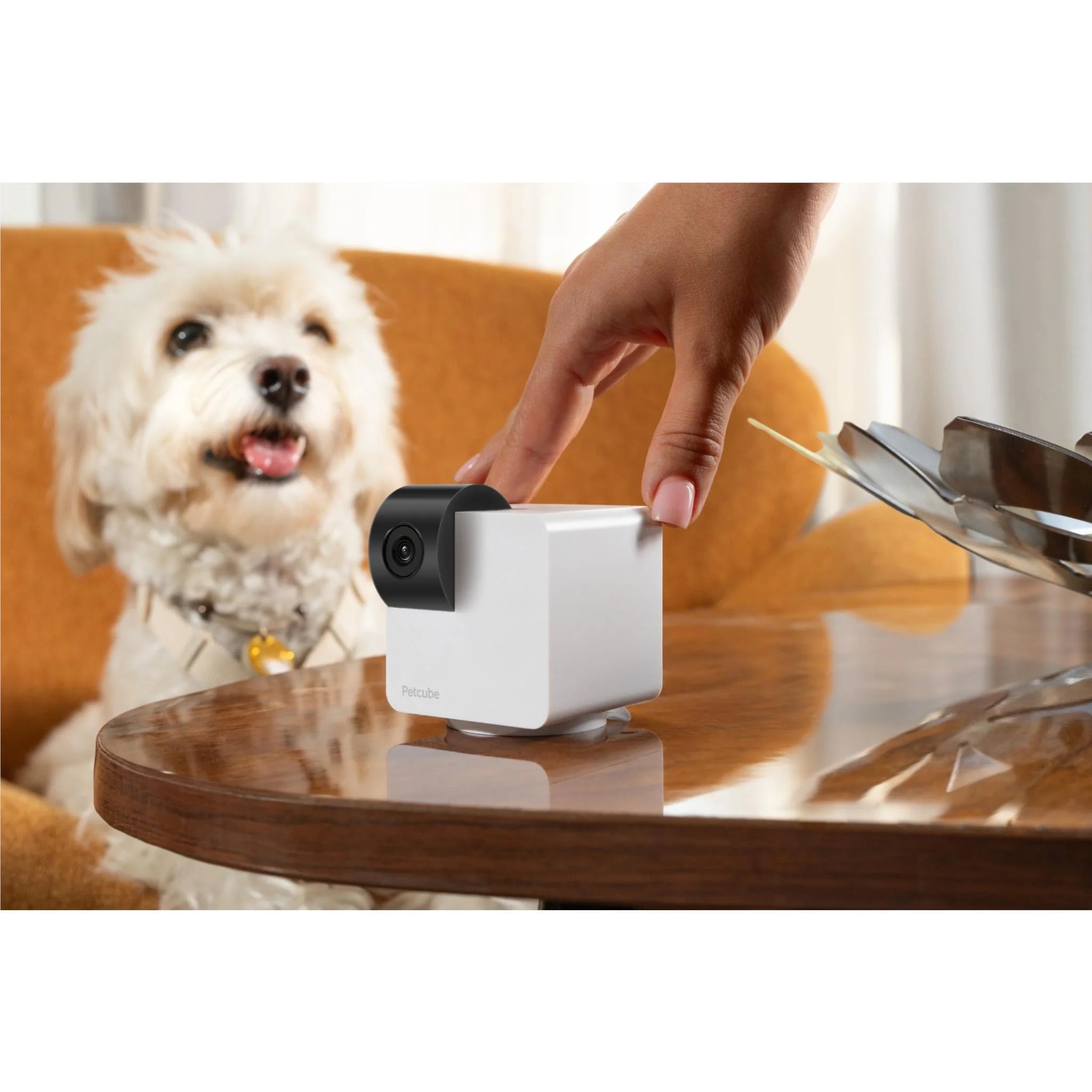 Petcube Cam 360