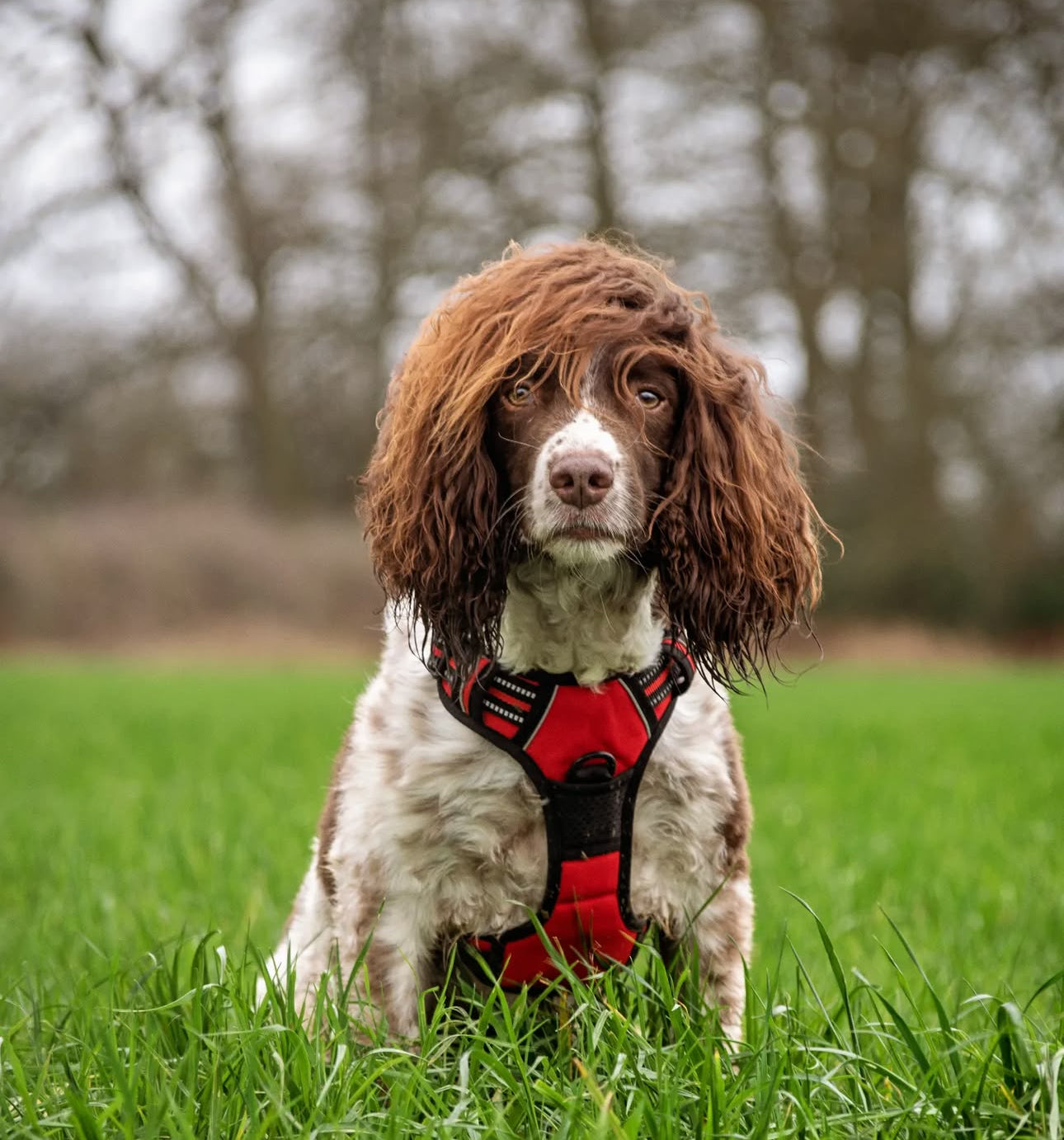 Furbabies™  Tactical No - Pull Harness