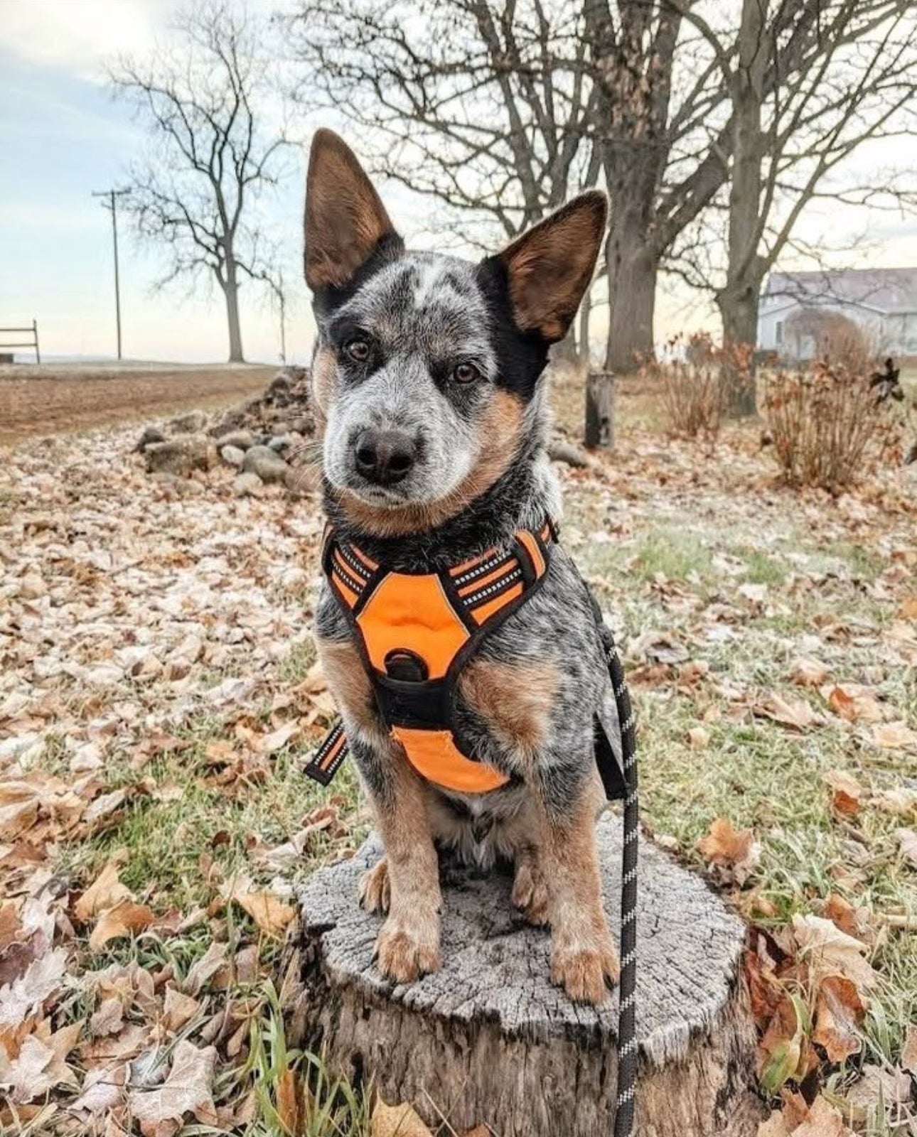 Furbabies™  Tactical No - Pull Harness