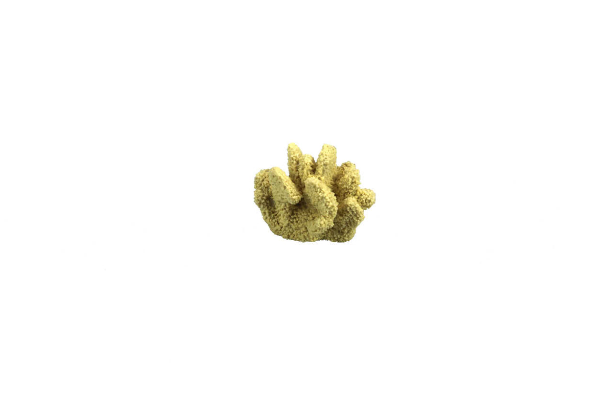 Cats Paw Coral